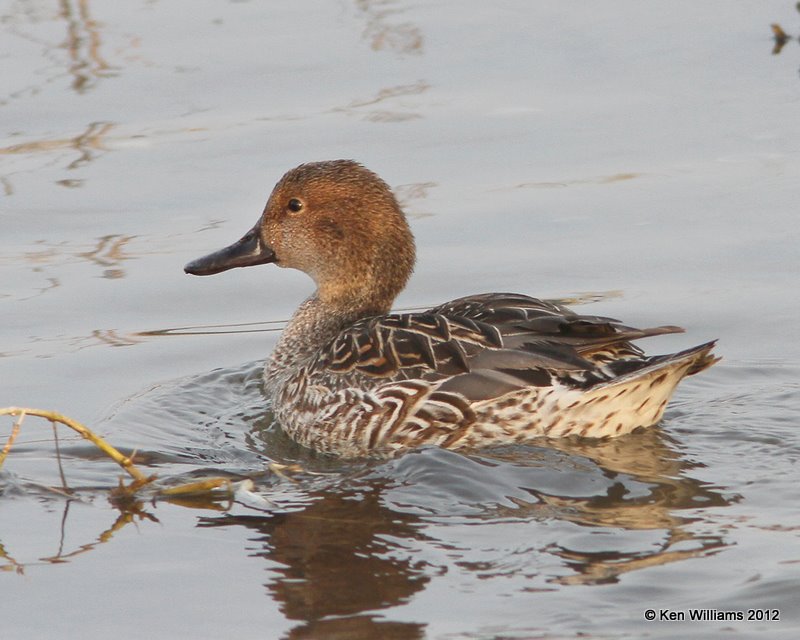 Northern Pintail female, South Padre Island, TX, 1-22-12, Ja_2359.jpg