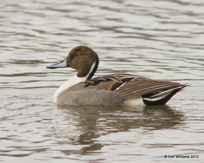 Northern Pintail male, Estero Llano Grande SP, TX, 1-19-12, Ja_0239.jpg