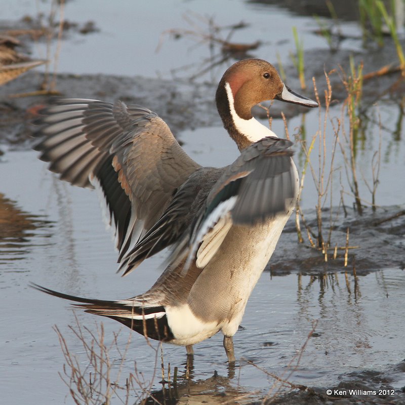 Northern Pintail male, South Padre Island, TX, 1-22-12, Ja_2334.jpg