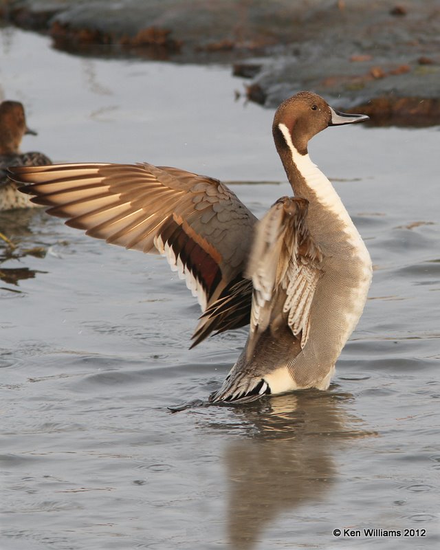 Northern Pintail male, South Padre Island, TX, 1-22-12, Ja_2362.jpg