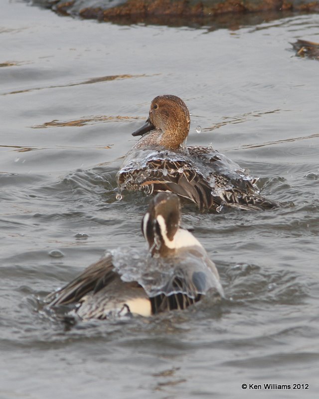 Northern Pintail pair bathing, South Padre Island, TX, 1-22-12, Ja_2355.jpg