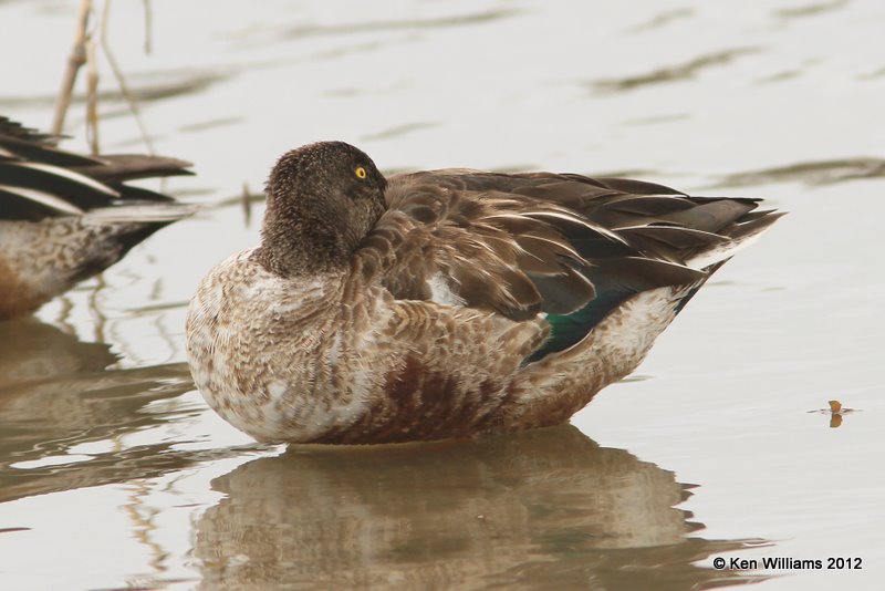 Northern Shoveler male, Estero Llano Grande SP, TX, 1-19-12, Ja_0208.jpg