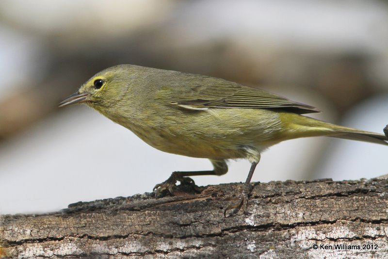 Orange-crowned Warbler, Salineno, TX, 1-17-12, Ja 515.jpg