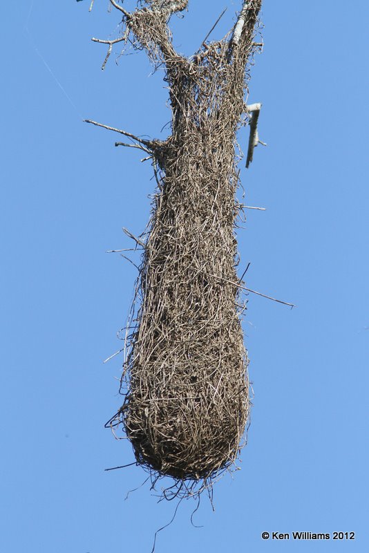 Altamira Oriole Nest, Bentsen State Park, TX, 1-20-12, Ja_0975.jpg