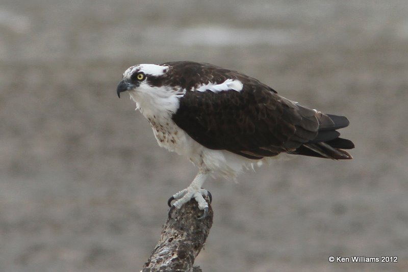 Osprey, South Padre Island, TX, 1-22-12, Ja_2103.jpg