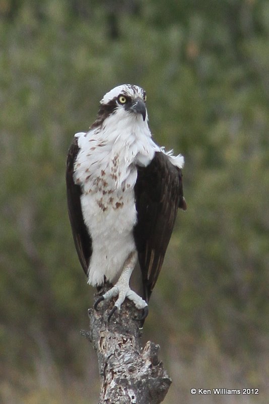 Osprey, South Padre Island, TX, 1-22-12, Ja_2151.jpg