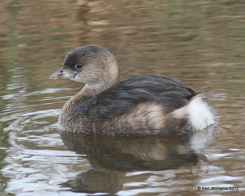 Pied-billed Grebe - nonbreeding plumage, South Padre Island, TX, 1-22-12, Ja_2300.jpg