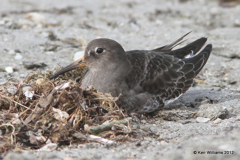 Purple Sandpiper; Port Mansfield, TX, 1-24-12, Ja_3280.jpg