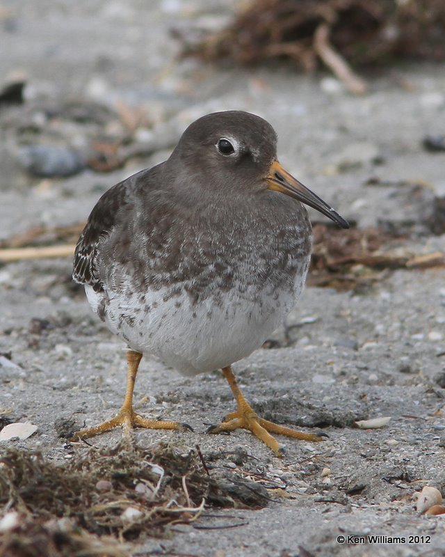 Purple Sandpiper; Port Mansfield, TX, 1-24-12, Ja_3327.jpg