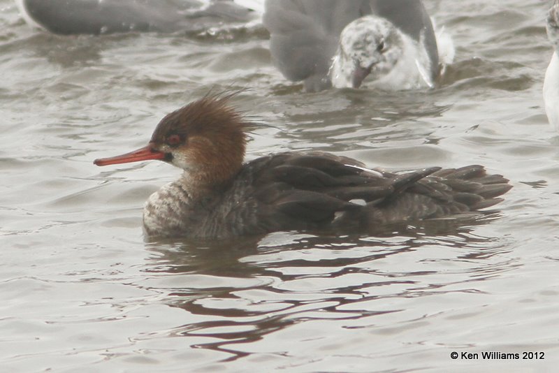 Red-breasted Merganser 1st winter male, S. Padre Island, 1-23-12, Ja_2477.jpg