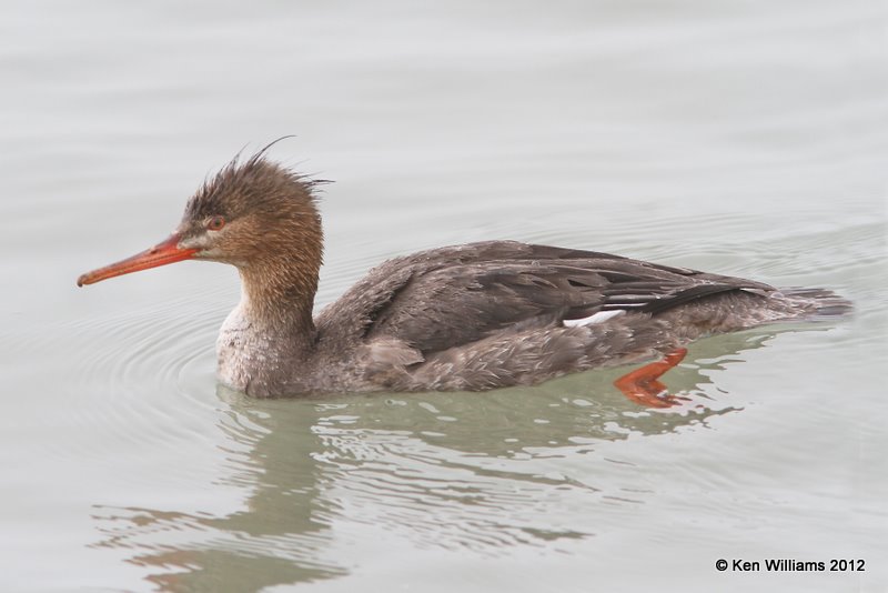 Red-breasted Merganser female, S. Padre Island, 1-23-12, Ja_2775.jpg