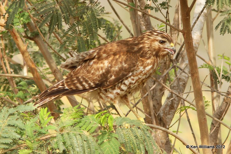 Red-shouldered Hawk juvenile, Estero Llano Grande SP, TX, 1-19-12, Ja_0287.jpg