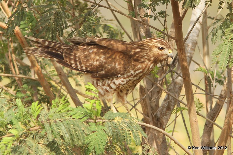 Red-shouldered Hawk juvenile, Estero Llano Grande SP, TX, 1-19-12, Ja_0291.jpg