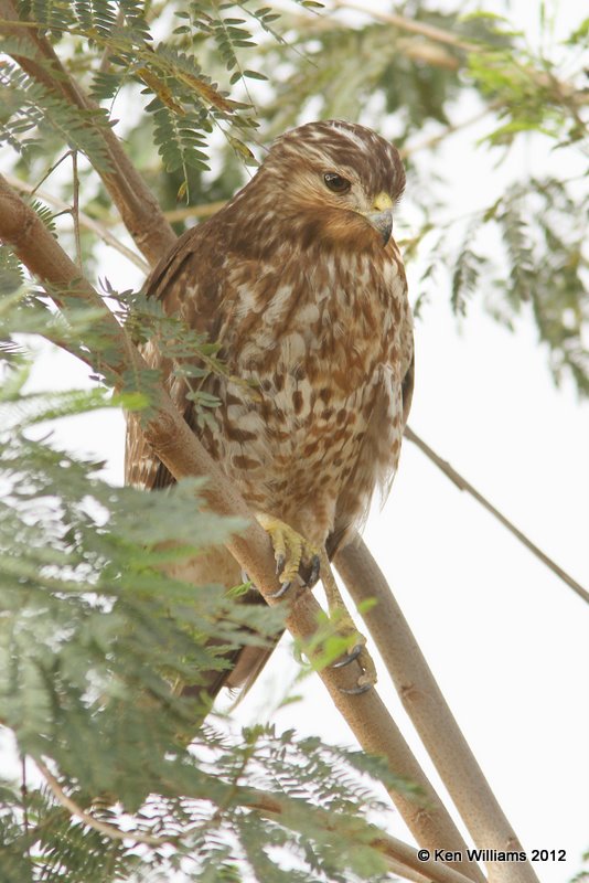 Red-shouldered Hawk juvenile, Estero Llano Grande SP, TX, 1-19-12, Ja_0304.jpg