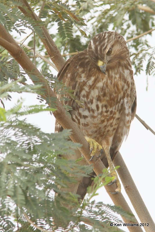 Red-shouldered Hawk juvenile, Estero Llano Grande SP, TX, 1-19-12, Ja_0312.jpg
