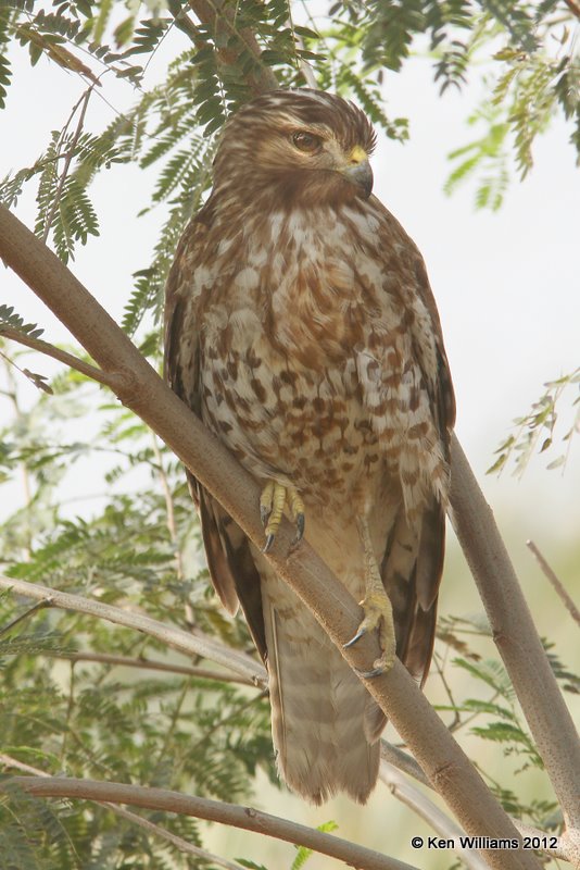 Red-shouldered Hawk juvenile, Estero Llano Grande SP, TX, 1-19-12, Ja_0319.jpg