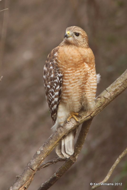 Red-shouldered Hawk, Estero Llano Grande SP, TX, 1-19-12, Ja_0490.jpg