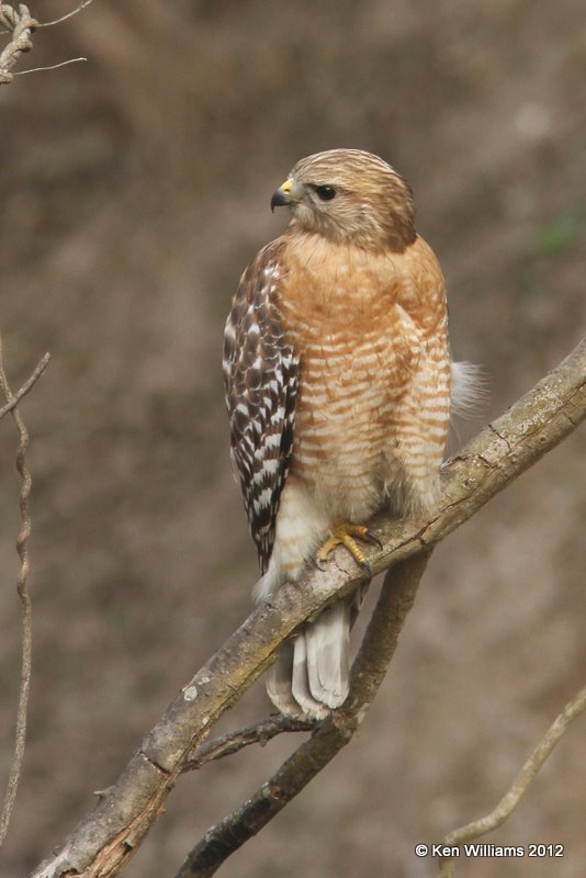 Red-shouldered Hawk, Estero Llano Grande SP, TX, 1-19-12, Ja_0515.jpg