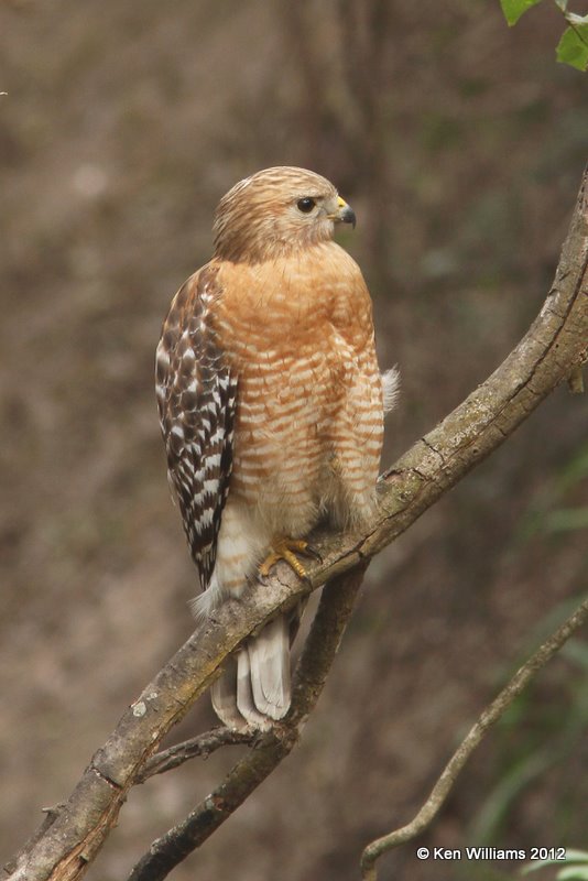 Red-shouldered Hawk, Estero Llano Grande SP, TX, 1-19-12, Ja_0528.jpg