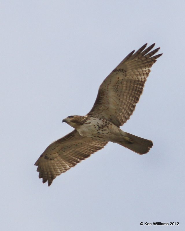 Red-tailed Hawk - Eastern juvenile, Estero Llano Grande SP, TX, 1-19-12, Ja_0395.jpg