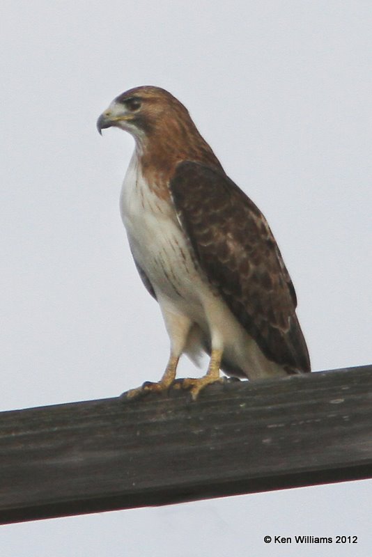 Red-tailed Hawk - Eastern, Port Mansfield, TX, 1-2112, Ja_1377.jpg