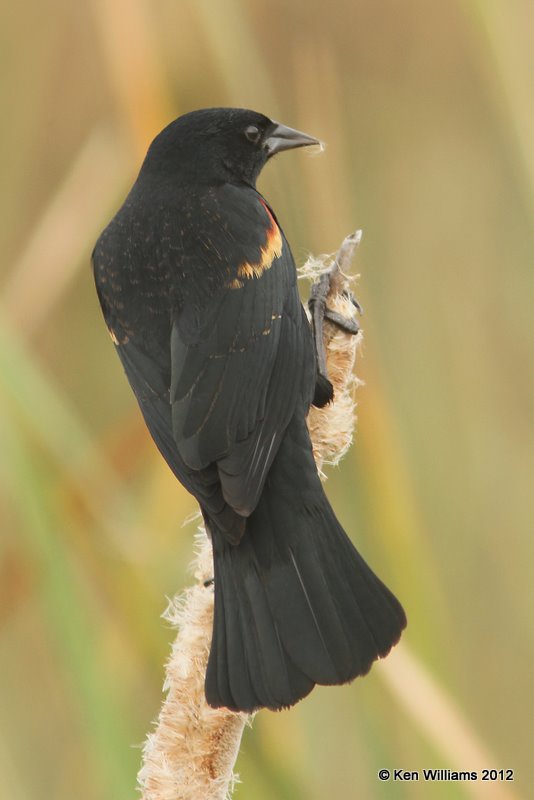Red-winged Blackbird male, S. Padre Island, 1-23-12, Ja_2512.jpg