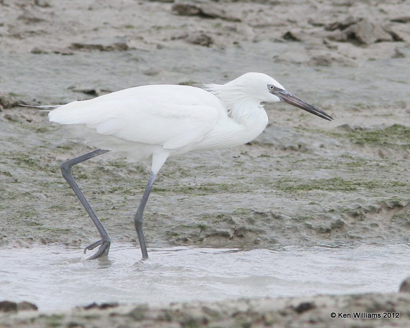 Reddish Egret - white morph 2nd year, N of Brownsville, TX, 1-22-12, Ja_1940.jpg