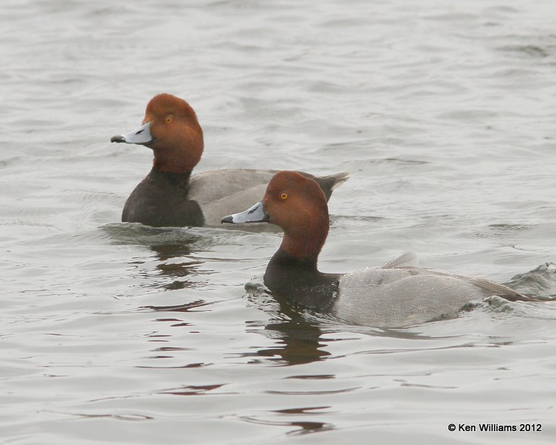 Redhead males, South Padre Island, TX, 1-22-12, Ja_2006.jpg