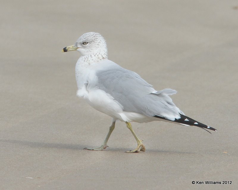 Ring-billed Gull - nonbreeding adult, Boco Chica beach, TX, 1-22-12, Ja_1756.jpg