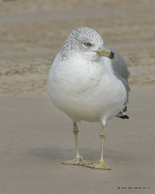 Ring-billed Gull - nonbreeding adult, Boco Chica beach, TX, 1-22-12, Ja_1758.jpg