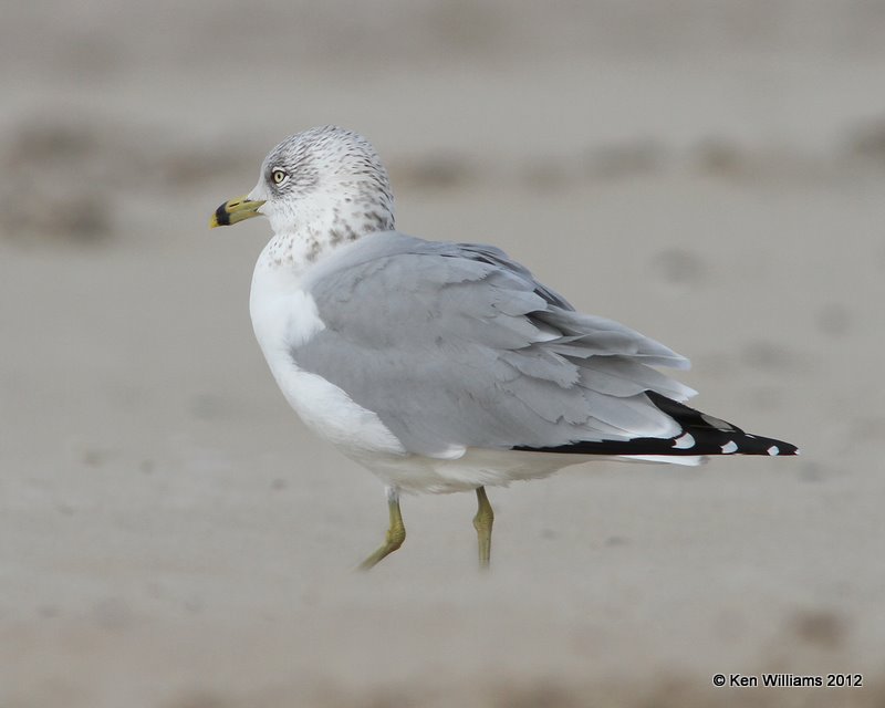 Ring-billed Gull - nonbreeding adult, Boco Chica beach, TX, 1-22-12, Ja_1799.jpg