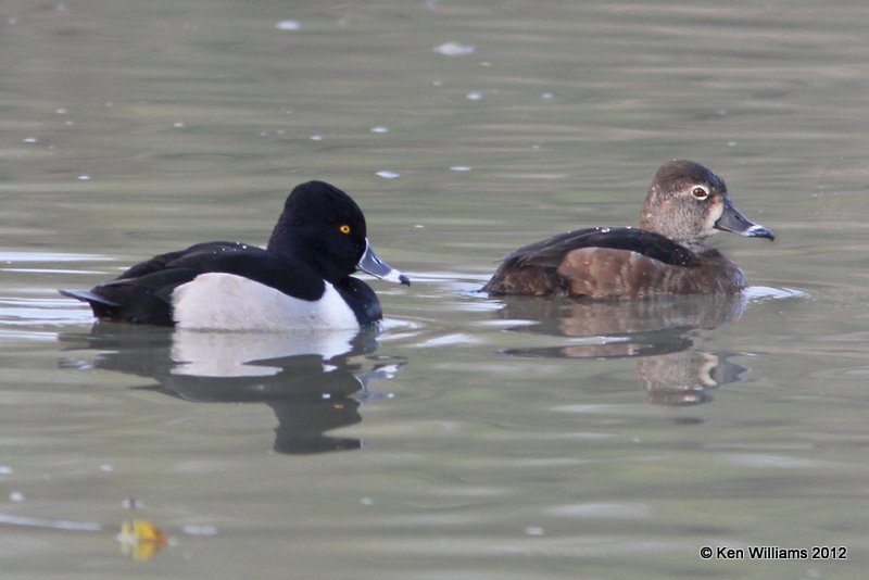 Ring-necked Duck pair, Estero Llano Grande SP, TX, 1-21-12, Ja4_1022.jpg