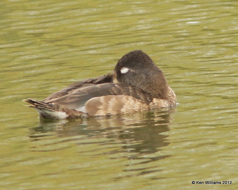 Ring-necked Duck female, Estero Llano Grande SP, TX, 1-19-12, Ja_0361.jpg