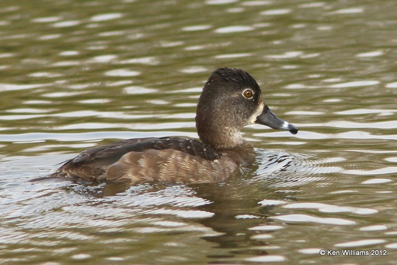 Ring-necked Duck female, Estero Llano Grande SP, TX, 1-19-12, Ja_0433.jpg
