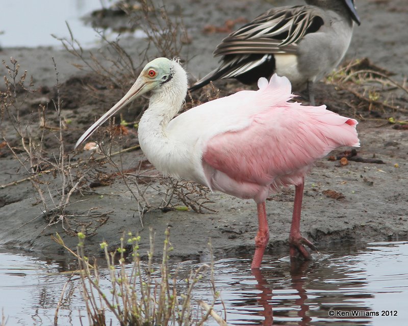 Roseate Spoonbill 2nd year, South Padre Island, TX, 1-22-12, Ja_2046.jpg