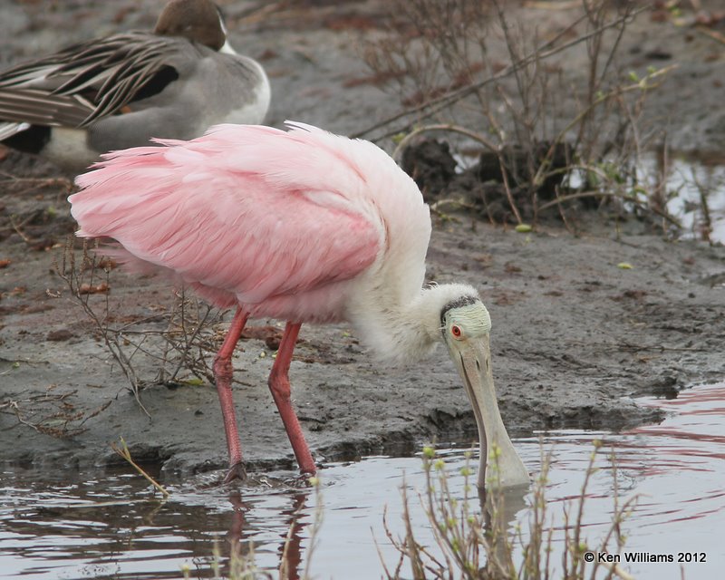 Roseate Spoonbill 2nd year, South Padre Island, TX, 1-22-12, Ja_2056.jpg