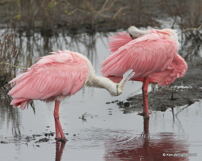 Roseate Spoonbill 2nd year, South Padre Island, TX, 1-22-12, Ja_2179.jpg