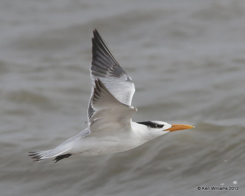 Royal Tern, Boco Chica beach, TX, 1-22-12, Ja_1731.jpg