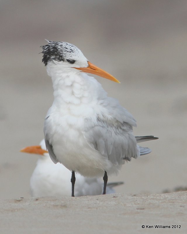 Royal Tern, Boco Chica beach, TX, 1-22-12, Ja_1803.jpg