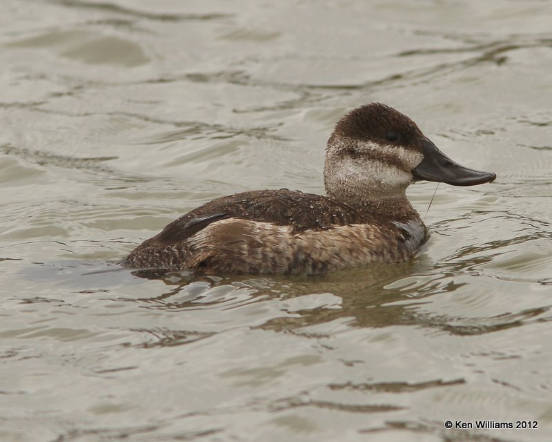 Ruddy Duck female, Estero Llano Grande SP, TX, 1-19-12, Ja_0171.jpg