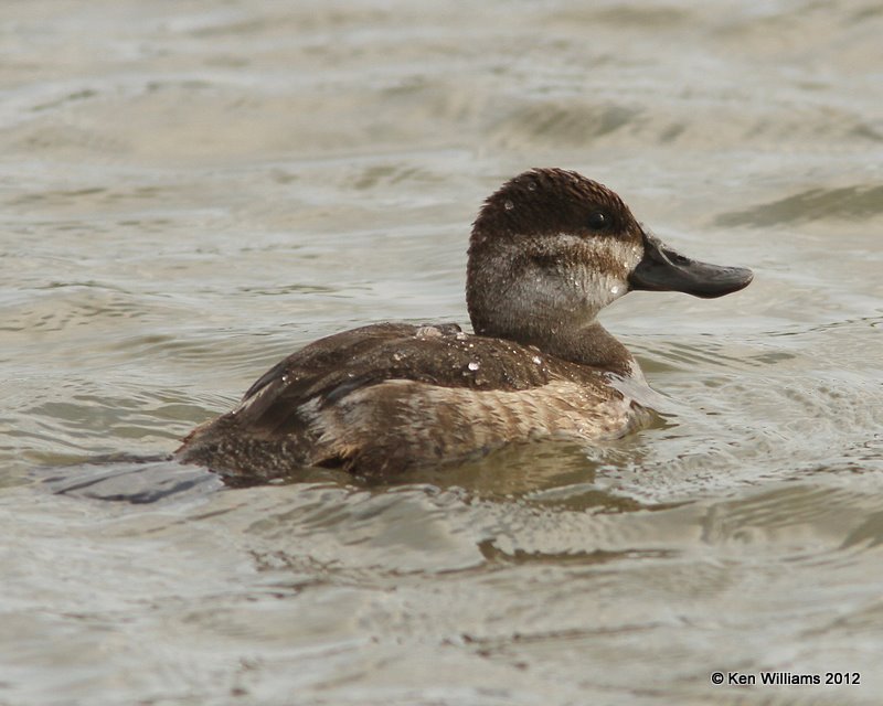 Ruddy Duck female, Estero Llano Grande SP, TX, 1-19-12, Ja_0463.jpg