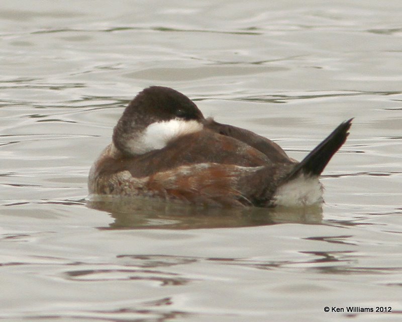 Ruddy Duck male, Estero Llano Grande SP, TX, 1-19-12, Ja_0160.jpg
