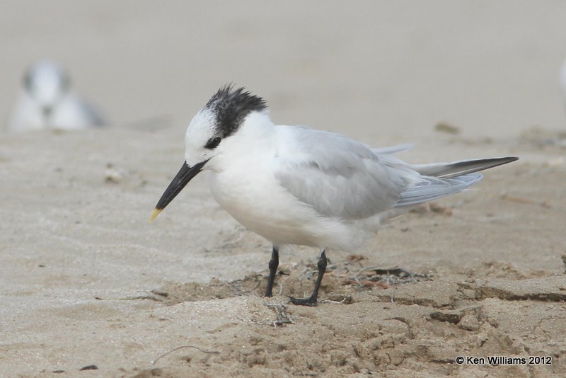 Sandwich Tern, Boco Chica beach, TX, 1-22-12, Ja_1802.jpg