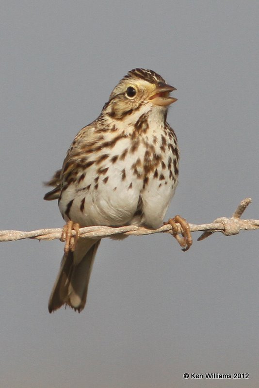 Savannah Sparrow, N. of Brownsville, TX, 1-24-12, Ja_3024.jpg