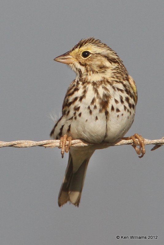 Savannah Sparrow, N. of Brownsville, TX, 1-24-12, Ja_3028.jpg