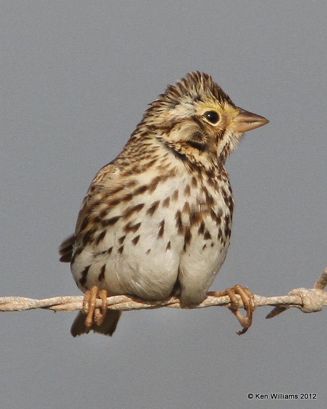 Savannah Sparrow, N. of Brownsville, TX, 1-24-12, Ja_3029.jpg