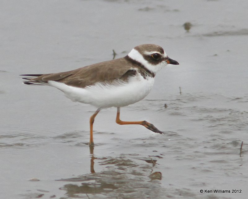 Semipalmated Plover non breeding plumage, S. Padre Island, TX, 1-23-12, Ja_2667.jpg