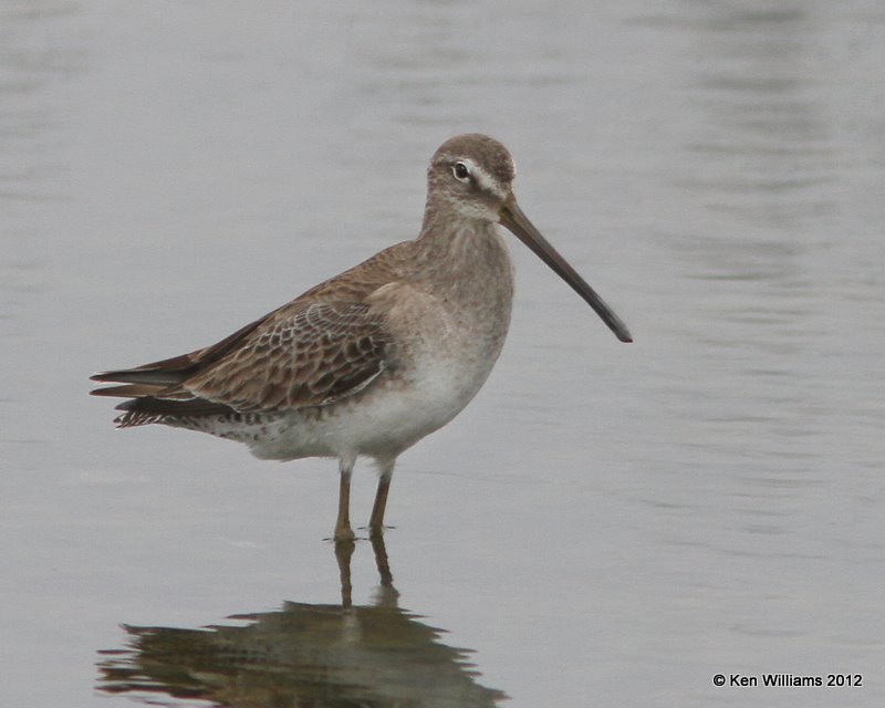 Short-billed Dowiltcher, Goose Island State Park,, TX, 1-24-12, Ja_3383.jpg