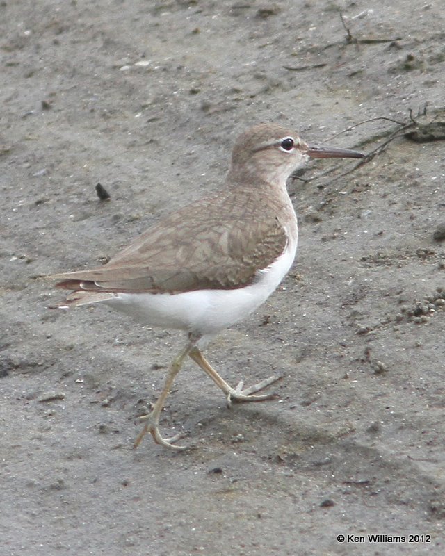 Spotted Sandpiper non breeding plumage, South Padre Island, TX, 1-22-12, Ja_2215.jpg