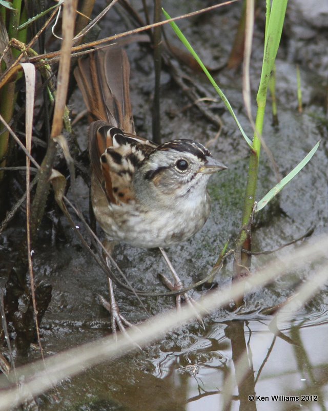 Swamp Sparrow, S. Padre Island, 1-23-12, Ja_2565.jpg